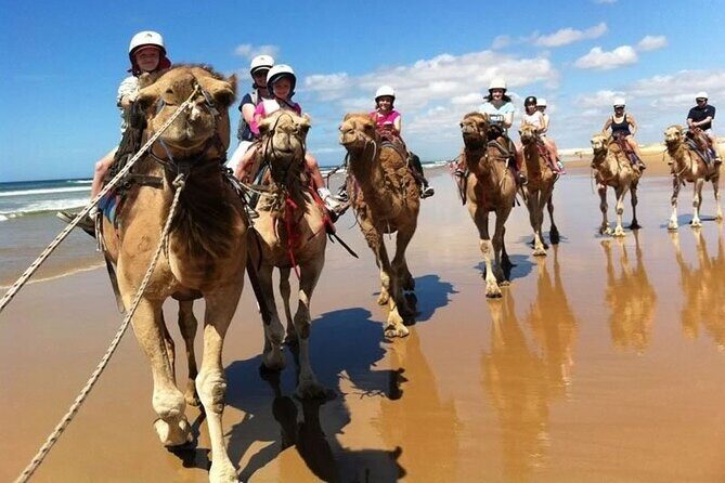 Sydney: Port Stephens Sandboarding, Dunes & Dolphin Cruise option - Final Word