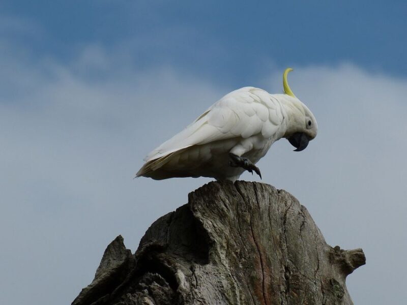 Sydney Private & Custom Walking Experience with a Local - Who Will Benefit Most?