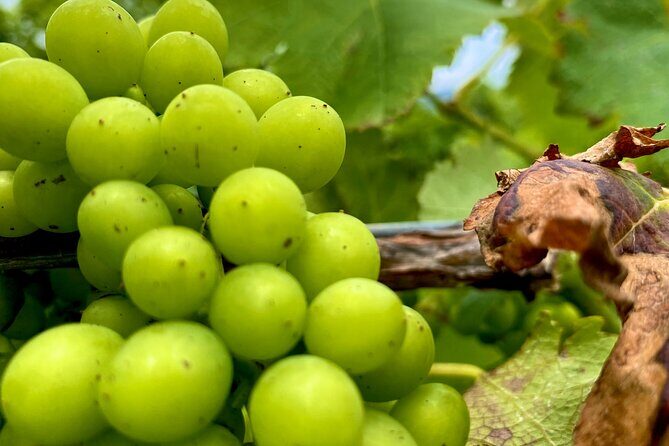 Sydney: PRIVATE Hunter Valley Wine Tasting Luxe Tour (10h) - A Closer Look at the Tour Experience