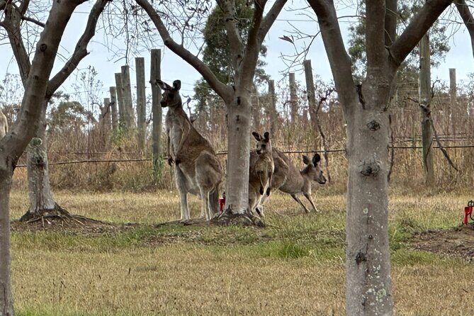 Sydney: Private Wine tour - Hunter Valley & Wollombi Valley - Key Points