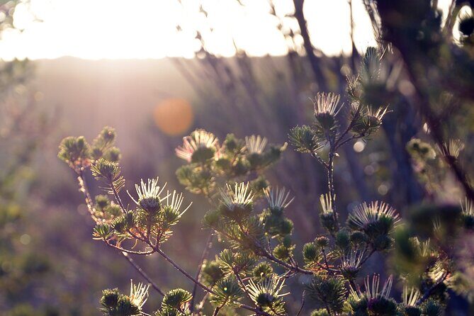 Sydney: Royal National Park Day Trip with Picnic and Swim - The Bottom Line: Who Is This Tour For?