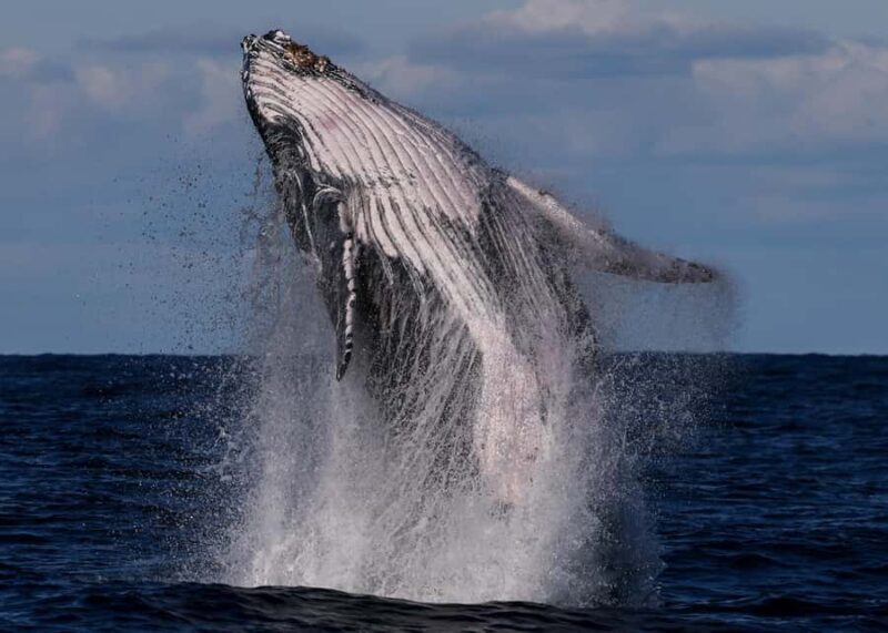 Sydney: Scenic Whale Watching Cruise - Whales Guaranteed - Key Points