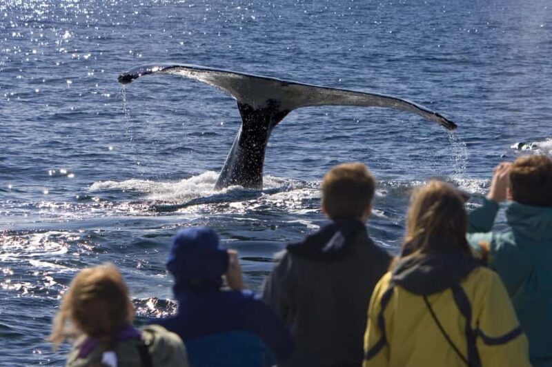 Sydney: Scenic Whale Watching Cruise - Whales Guaranteed - Frequently Asked Questions