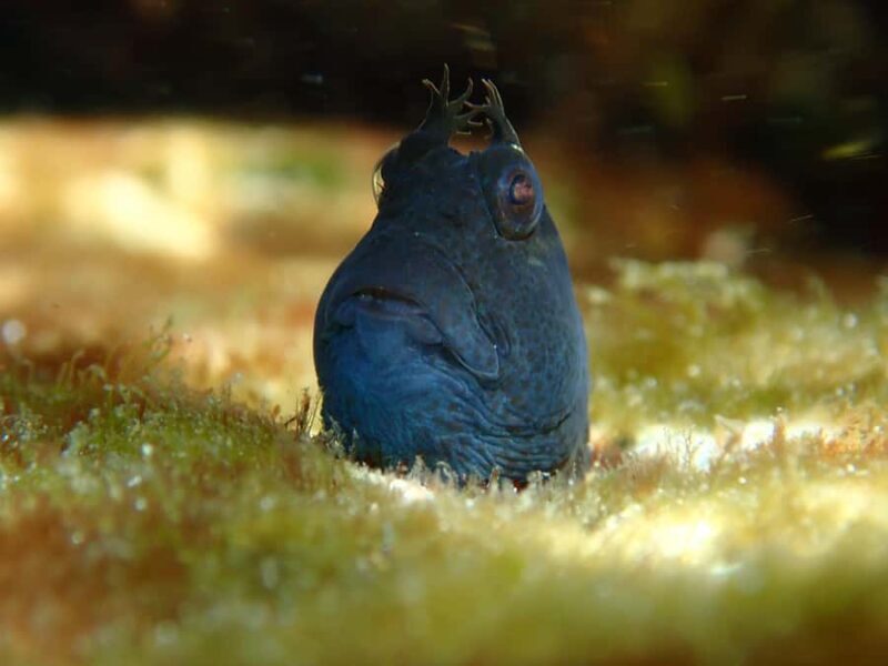 Sydney: Snorkeling Tour for Kids with Private Guide - Key Points