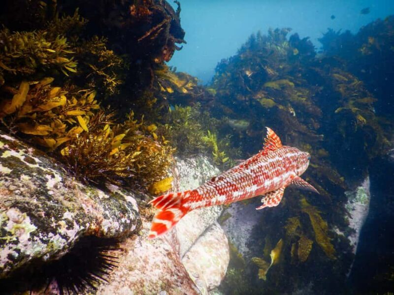 Sydney: Snorkeling Tour for Kids with Private Guide - What Makes This Tour Stand Out?