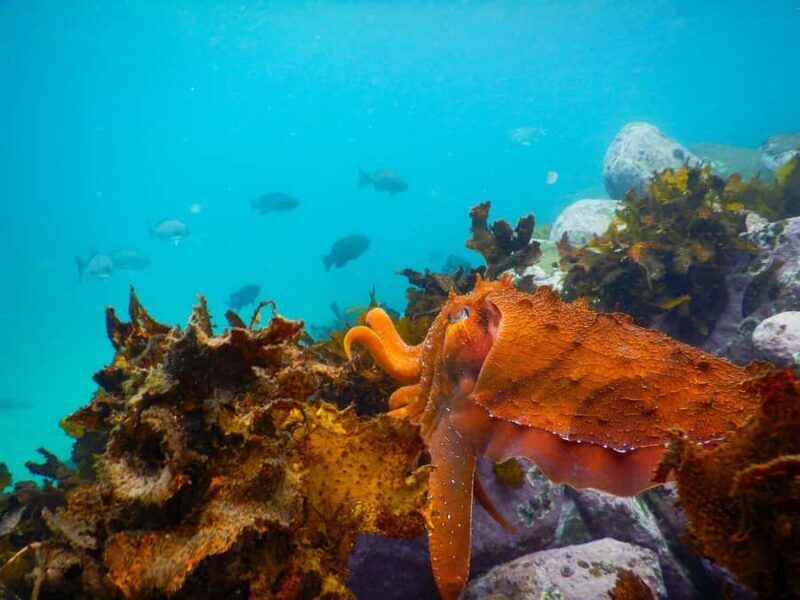 Sydney: Snorkeling Tour for Kids with Private Guide - What the Reviewers Say