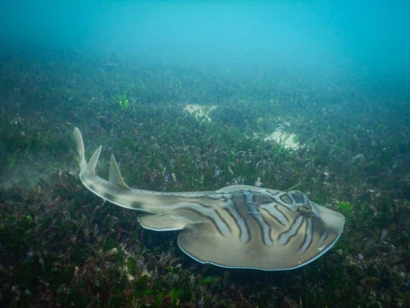 Sydney: Snorkeling Tour for Kids with Private Guide - Pricing and Value