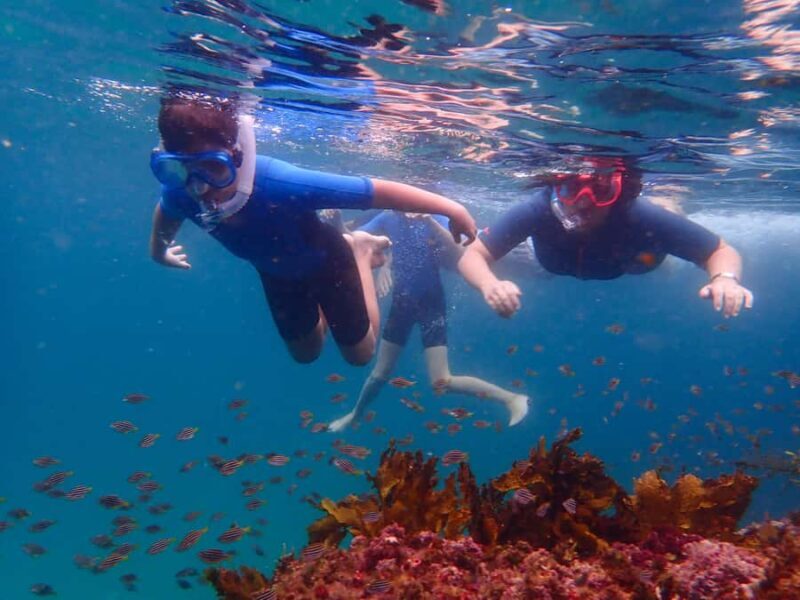 Sydney: Snorkeling Tour for Kids with Private Guide - Practical Tips for Your Family Snorkeling Adventure