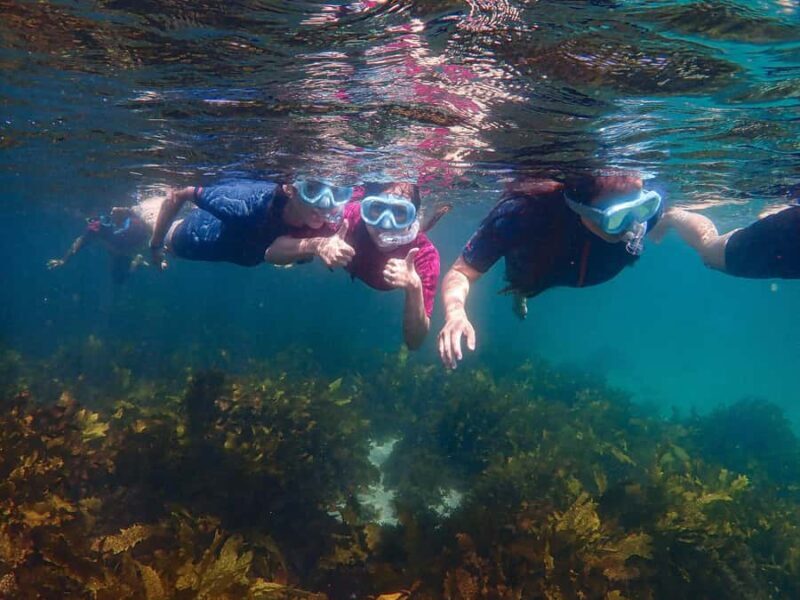 Sydney: Snorkeling Tour for Kids with Private Guide - Final Thoughts