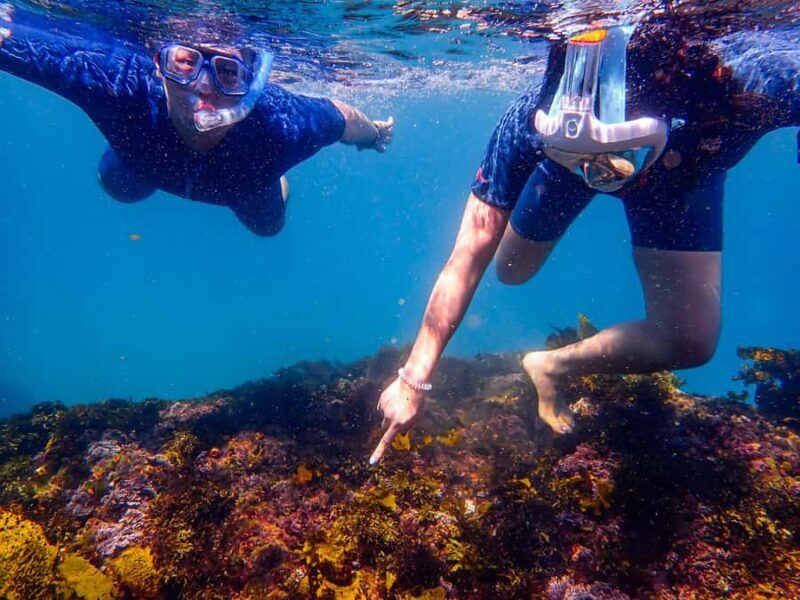 Sydney: Snorkeling Tour for Kids with Private Guide - FAQs