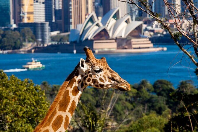 Sydney Taronga Zoo General Entry Ticket - Key Points