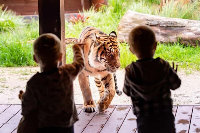 Sydney: Taronga Zoo Ticket with Return Ferry - Authentic Experiences and What Sets This Tour Apart