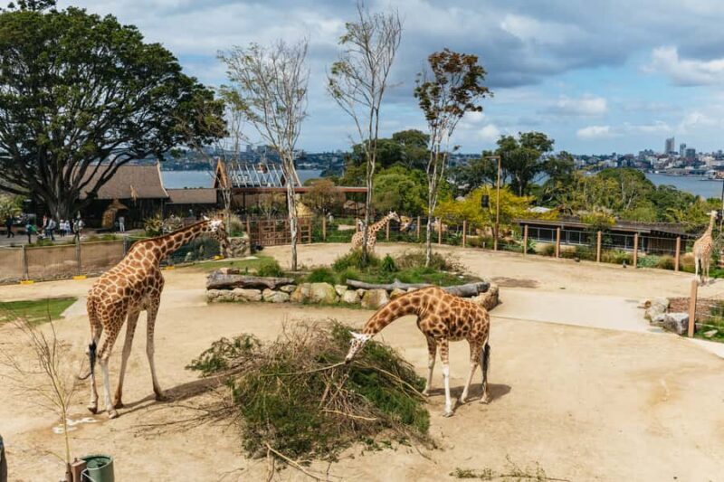 Sydney: Taronga Zoo Tickets - Final Thoughts