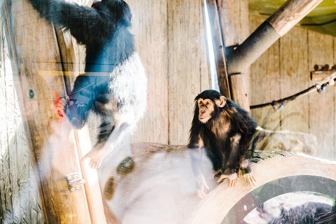 Sydney Taronga Zoo Wild Australia Experience - Food, Refreshments, and Additional Perks