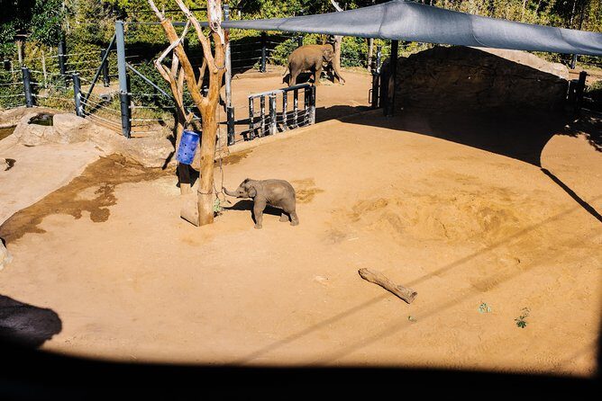 Sydney Taronga Zoo Wild Australia Experience - The Sum Up: Who Will Love This Tour?