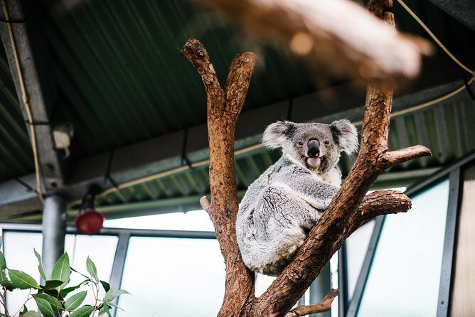 Sydney Taronga Zoo Wild Australia Experience - FAQ