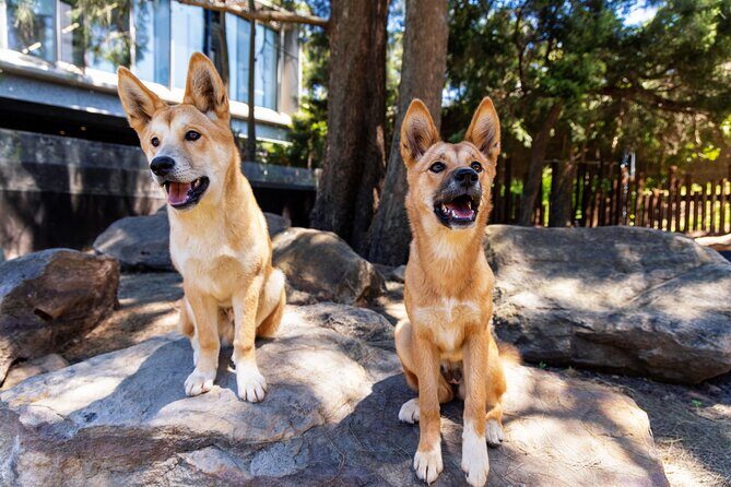 Sydney Taronga Zoo's Aussie Backyard Adventure Tour - The Sum Up