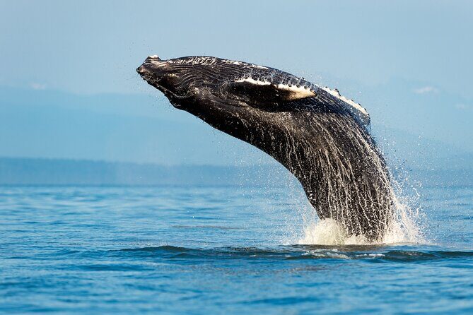 Sydney Whale Watching Adventure Cruise - Who Will Love This Tour?