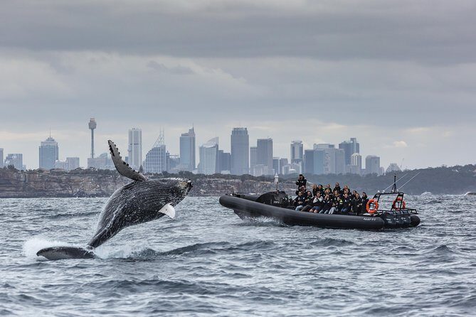 Sydney Whale-Watching by Speed Boat - Key Points