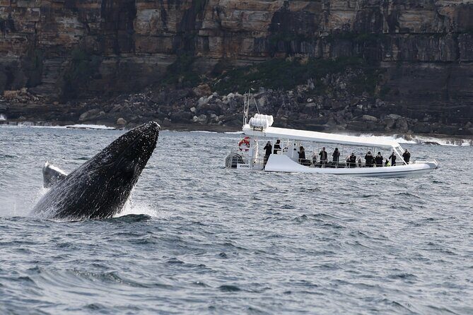 Sydney Whale-Watching by Speed Boat - The Highlights and Why They Matter