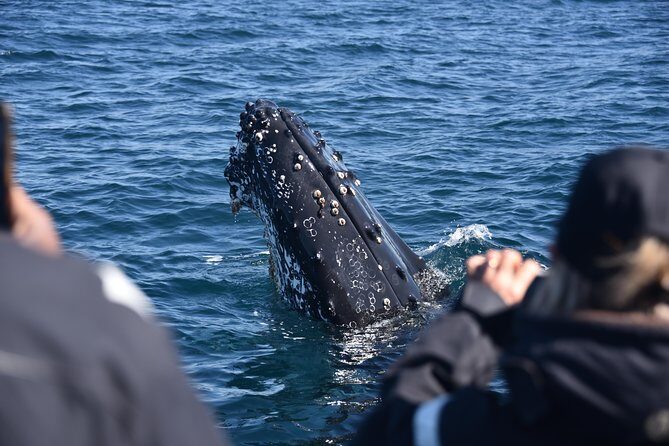 Sydney Whale-Watching by Speed Boat - What the Reviews Reveal About the Experience