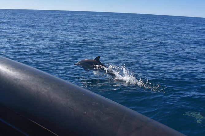 Sydney Whale-Watching by Speed Boat - Who Will Love This Tour?