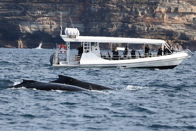 Sydney Whale-Watching by Speed Boat - The Sum Up: Is This Tour Worth It?