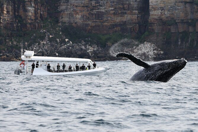 Sydney Whale-Watching by Speed Boat - FAQ