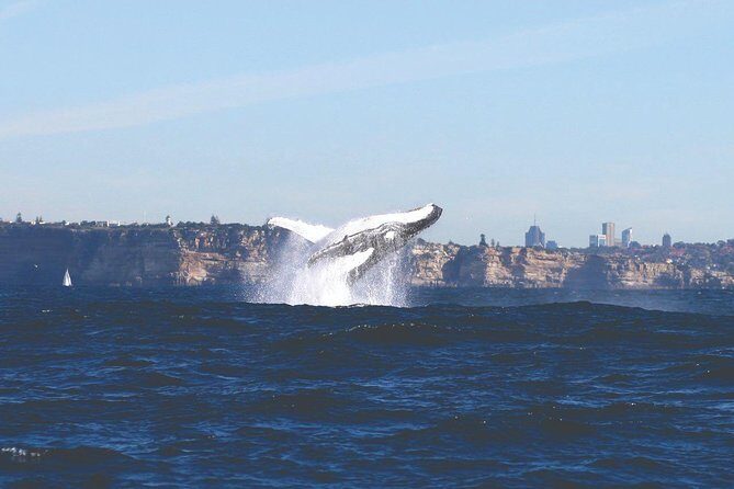 Sydney Whale Watching Cruise from Circular Quay - An In-Depth Look at the Experience
