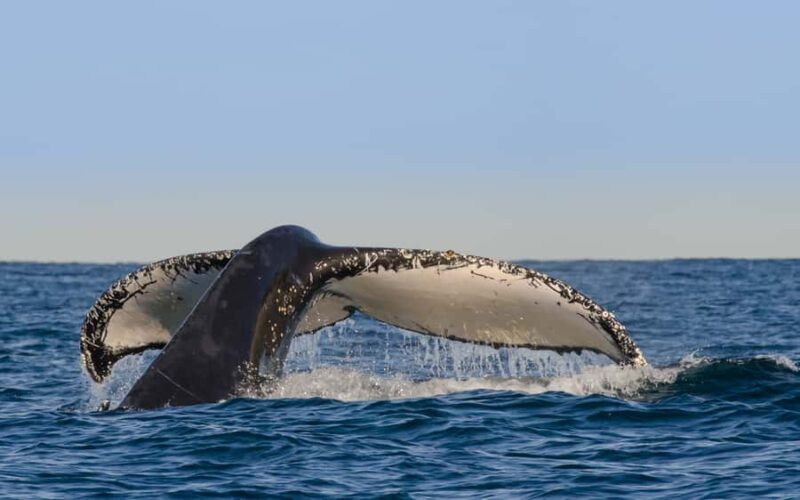 Sydney Whale Watching Cruise with Breakfast or Lunch - The Practicalities: What You Need to Know