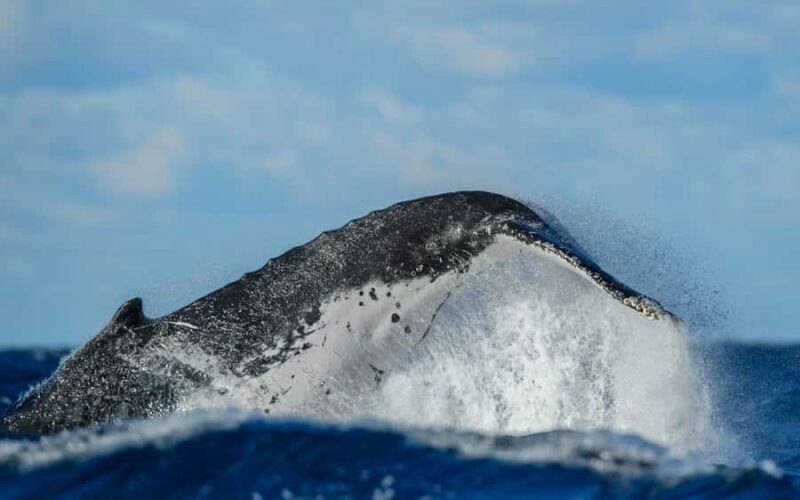 Sydney Whale Watching Cruise with Breakfast or Lunch - Authentic Encounters: What Travelers Say
