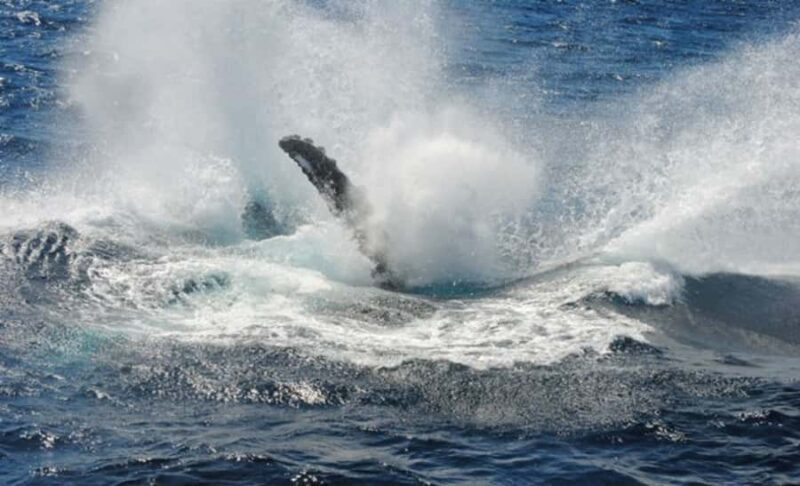 Sydney Whale Watching Cruise with Breakfast or Lunch - Who Will Love This Tour?