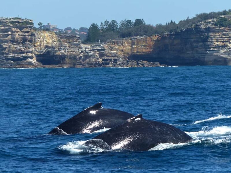 Sydney Whale Watching Cruise with Breakfast or Lunch - The Sum Up: Is This Tour Right for You?