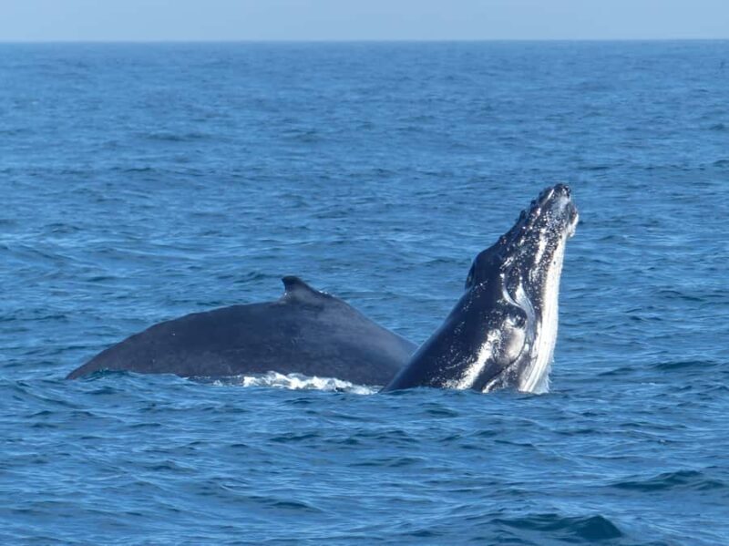 Sydney Whale Watching Cruise with Breakfast or Lunch - FAQ: Your Questions Answered