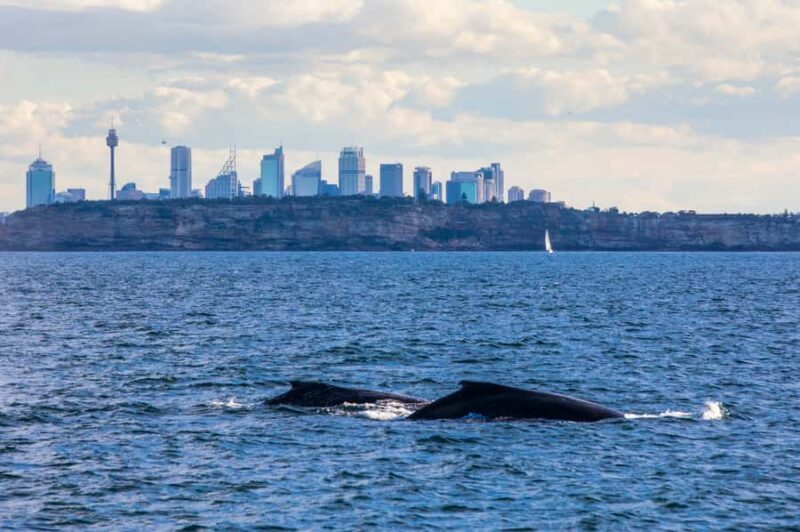 Sydney: Whale Watching & Hop On Hop Off Cruise Package - Final Thoughts