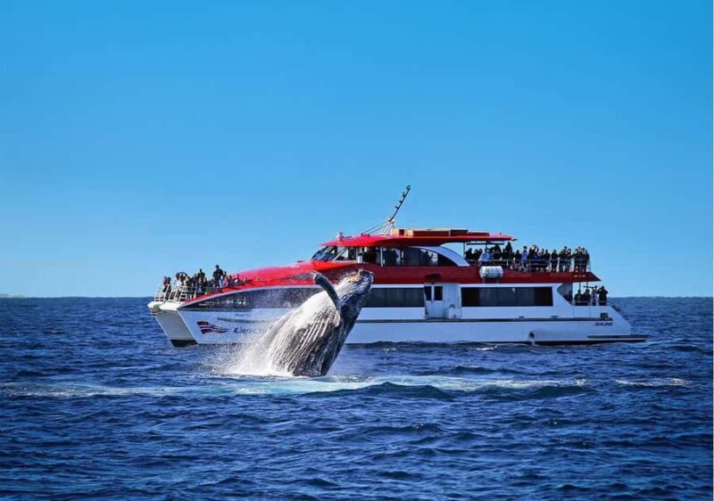 Sydney: Whale Watching & Wildlife Cruise - An Introduction to the Sydney Whale Watching Experience
