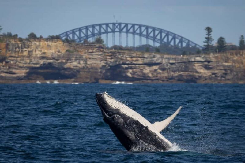 Sydney: Whale Watching & Wildlife Cruise - Analyzing the Value and Practical Aspects