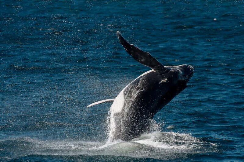 Sydney: Whale Watching & Wildlife Cruise - Frequently Asked Questions