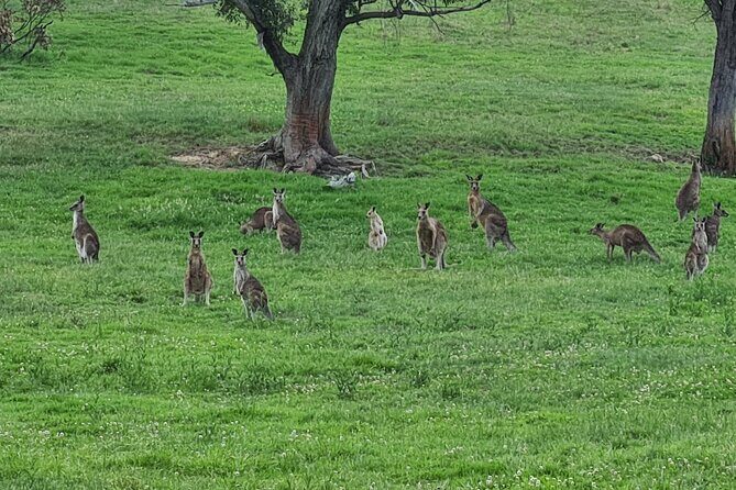 Sydney Wildlife Safari - Who Should Consider This Tour?