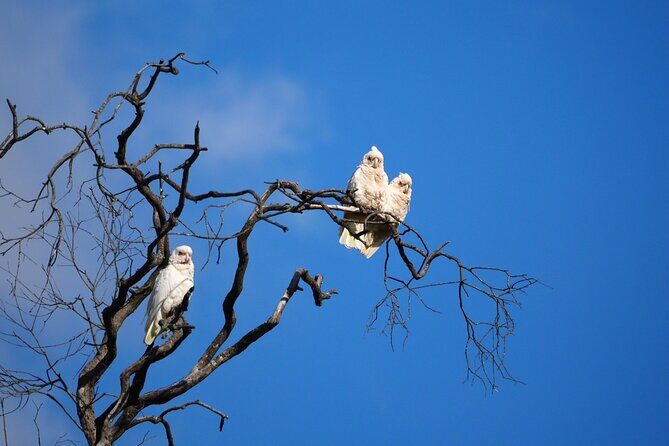 Sydney Wildlife Safari - Frequently Asked Questions