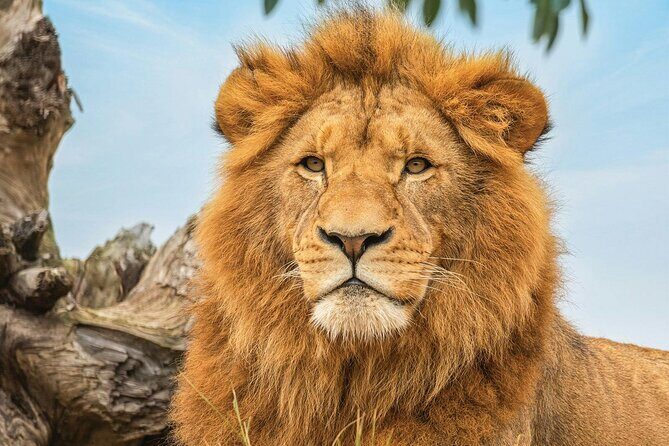 Sydney's Northern Beaches & Ku-ring-gai National Park Small Tour departing Manly - What to Expect and How to Make the Most of It