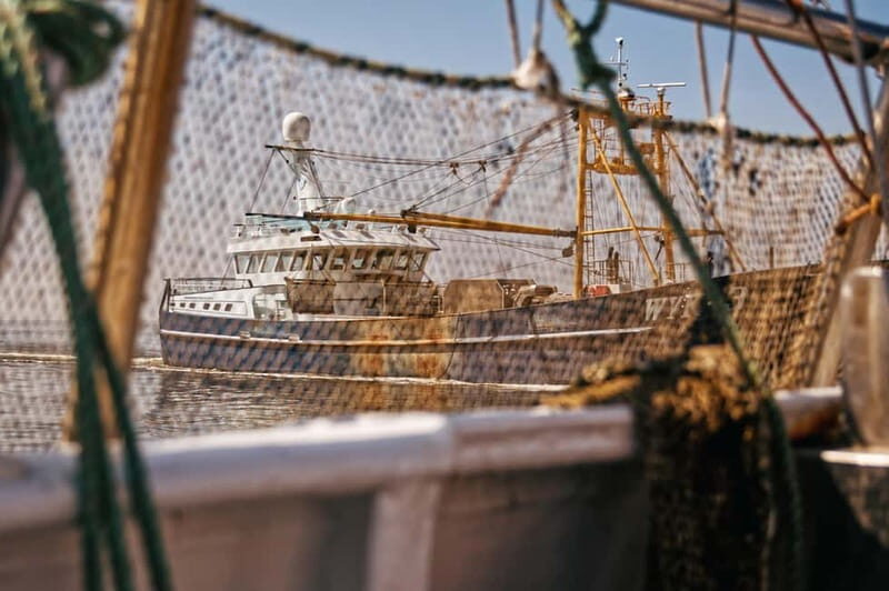 Sylt: Shell safari with boat | incl. Mussel tasting & 1 glass of wine - An In-Depth Look at the Sylt Shell Safari