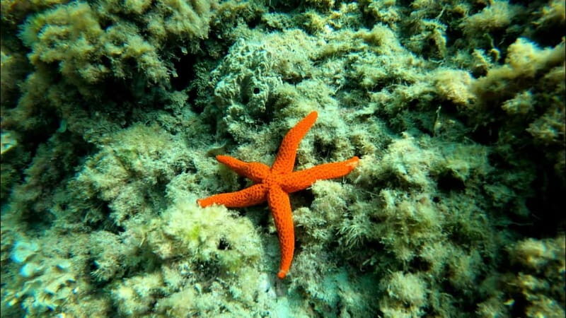 Tabarca Island: Guided Snorkel Excursion - Who Should Book This Tour?