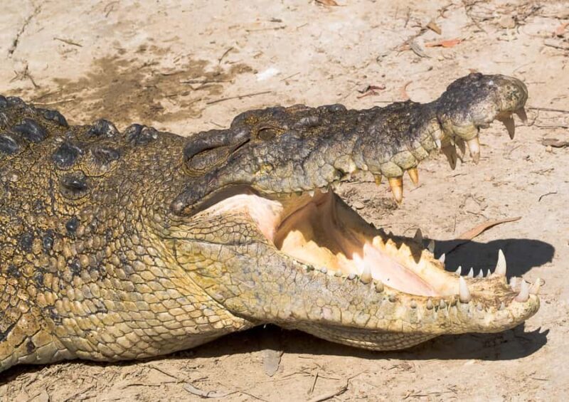 Tablelands Sights & Daintree Rainforest (2 Day Tours) - The Sum Up