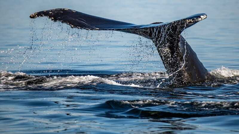 Tadoussac/Charlevoix: 3-Hour Whale Watching Boat Tour - How Does the Tour Feel?