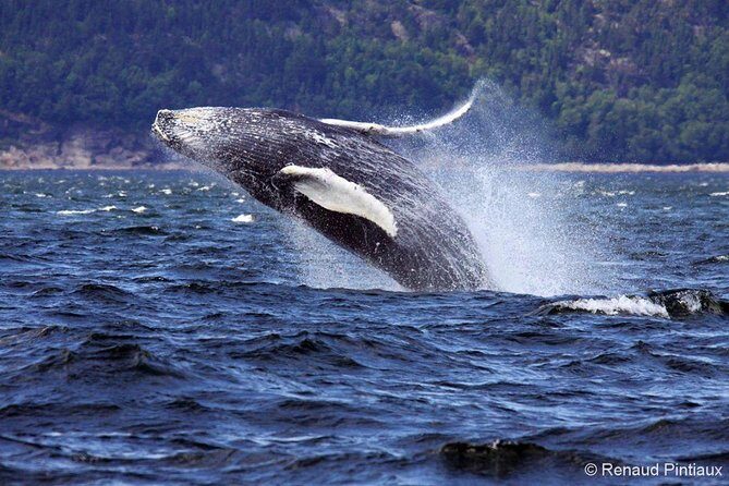 Tadoussac/Charlevoix: Whale Watching Tour - Practical Tips