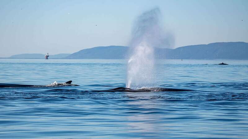 Tadoussac/Charlevoix: Whale Watching Zodiac Tour - Key Points