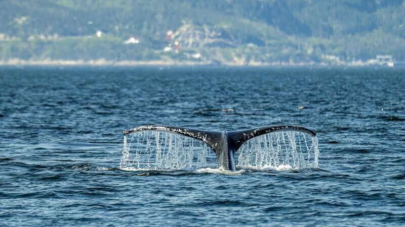 Tadoussac/Charlevoix: Whale Watching Zodiac Tour - Who Should Consider This Tour?