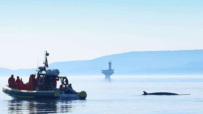 Tadoussac/Charlevoix: Whale Watching Zodiac Tour - FAQ
