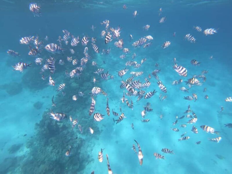 Tahiti island: 5 hours Snorkeling Picnic - Key Points